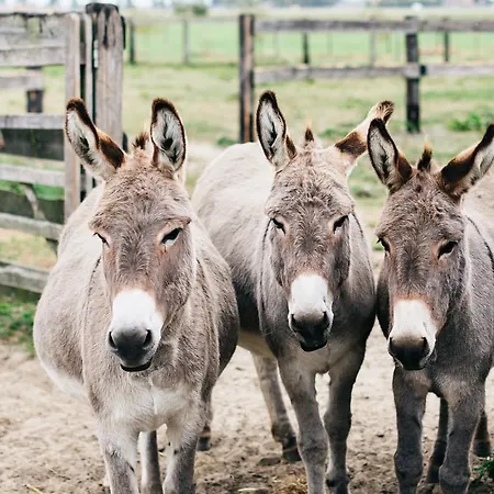 Het Zwaluwnest Ferienhaus *