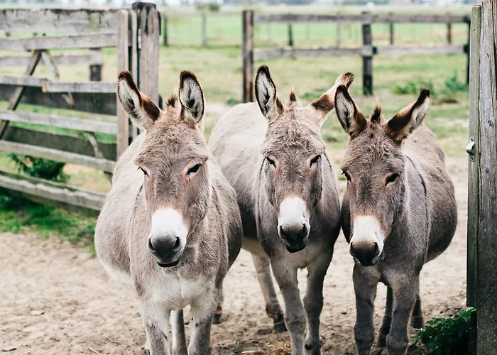 Het Zwaluwnest Holiday home *